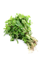 Bunch of fresh mint leaves