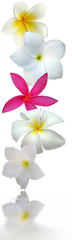 Fototapeta na wymiar frangipani kwiaty na białym tle