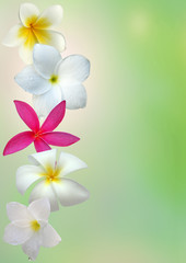 fleurs de frangipanier