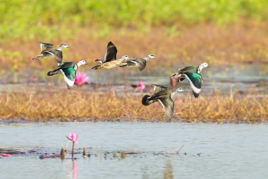 Cotton pygmy goose(Nettapus coromandelianus)  group flying