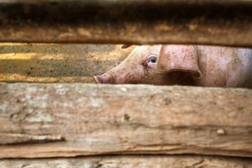 A pig behind the barn wooden fence