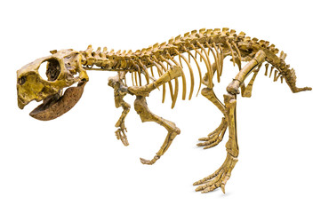 Naklejka premium Szkielet Psittacosaurus