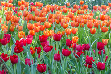 Colorful tulips flower