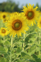 sunflower in the field