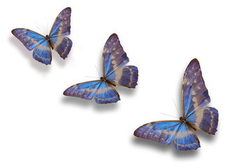 papillon série deux