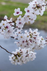 130324cherry_blossom098