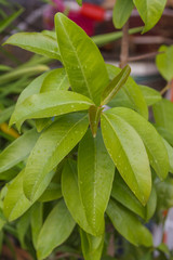 Chamuang leaves (Garcinia Cowa Roxb.), anticancer herbs