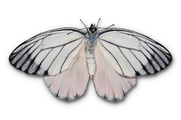 Painted Jezebel butterfly