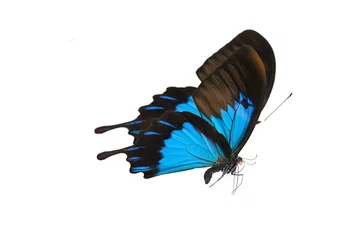 Photo sur Plexiglas Papillon Papillon de couleur volant, isolé sur blanc