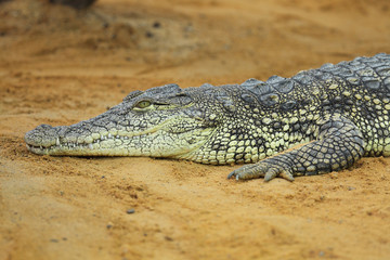 nile crocodile