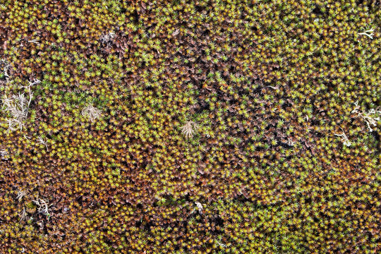 Lichen and Moss