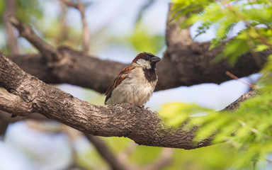 Short tail sparrow sitting in a tree