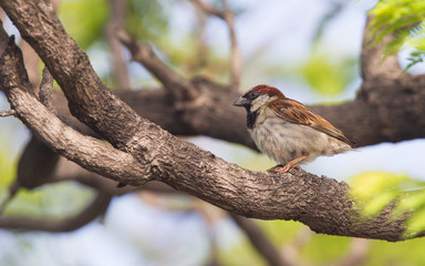 Short tail sparrow sitting in a tree