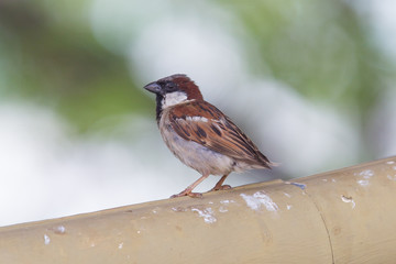 Short tail sparrow sitting on a roof