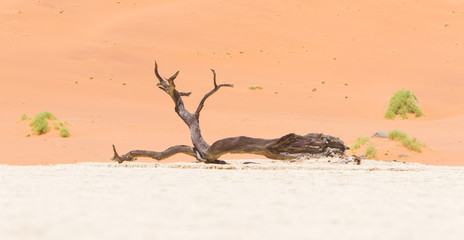 Dead acacia trees and red dunes of Namib desert