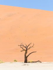 Fototapeta na wymiar Lonely dead acacia tree in the Namib desert