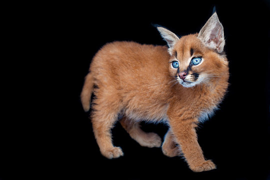 Baby Caracal Images Browse 54 Stock Photos Vectors And Video Adobe Stock