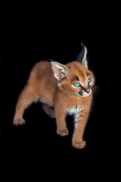 Baby Caracal Images Browse 54 Stock Photos Vectors And Video Adobe Stock