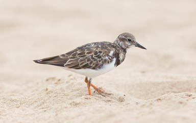 Sandpiper on the beach at Cape Cross