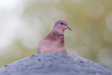 Close-up of a laughing dove (Streptopelia senegalensis)