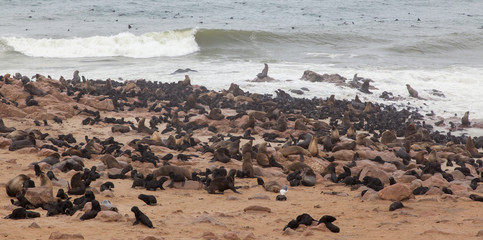 Fototapeta na wymiar Cape fur seal (Arctocephalus pusillus)
