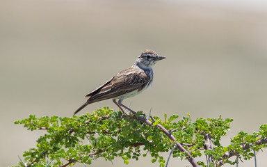 Small bird perched on a dry branch in Etosha