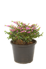 colorful False heather plant