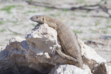 Rare rock monitor (Varanus albigularis), Etosha National Park