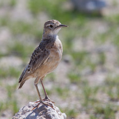 Trush sitting on a rock in Etosha National Park