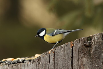 great tit came at seeds on stump