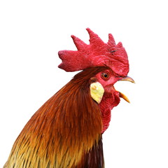 isolated singing rooster