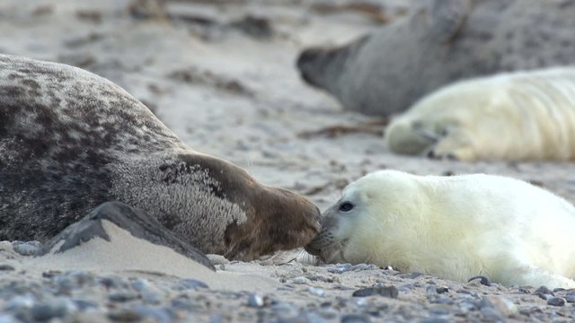 Kegelrobben auf Helgoland
