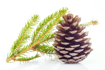 Fir cone and spruce branch