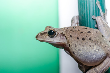 Common Bush Frog