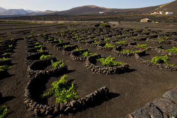 cultivation home viticulture  winery lanzarote vine screw grapes
