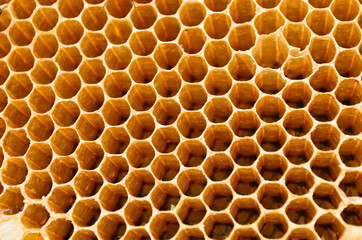 Bees honey cells