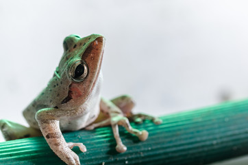 Common Bush Frog