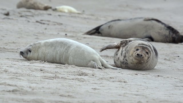 Kegelrobben auf Helgoland