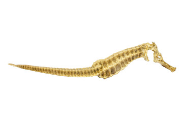 Dried Sea Horse isolated on white background