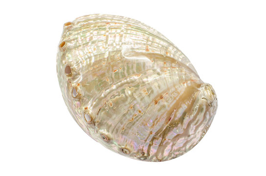 Pearl Abalone Haliotis shell on white background