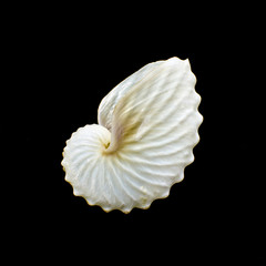 White Paper Nautilus or Argonauts shell isolated on black