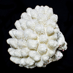 Staghorn Coral or Acropora sea coral isolated on black