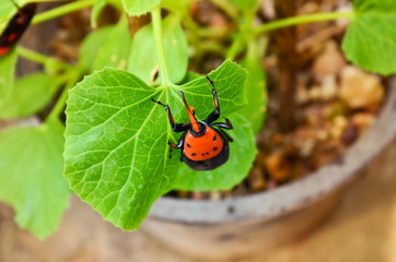 Beetle Rhynchophorus