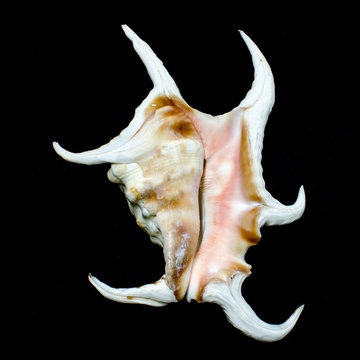 Chiragra spider conch sea shell isolated on white background