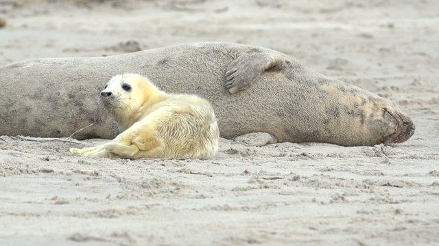 Kegelrobben auf Helgoland