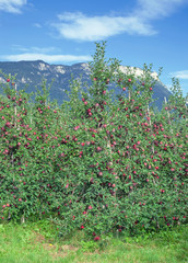 Fototapeta na wymiar die berühmten Qualitätsäpfel aus Südtirol bei Meran