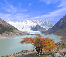 Tree by laguna Torre and Cerro Torre mountain.