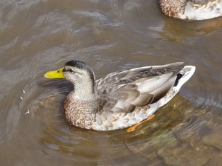 canard dordogne