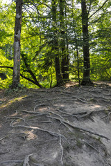 Roots in Plitvice Lakes National Park
