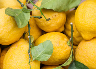 Giant Lemons and Leaves